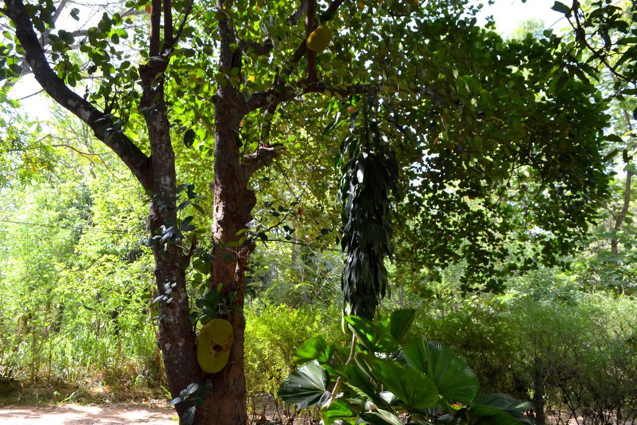 Sigiriya Freedom Lodge Dambulla Ngoại thất bức ảnh